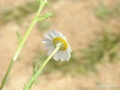 Cladanthus mixtus