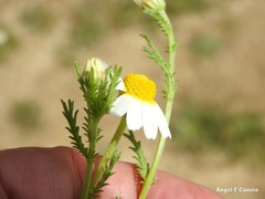 Cladanthus mixtus