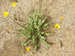 Leontodon longirostris