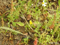 Linaria spartea