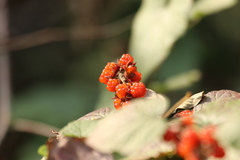 Rubus treutleri