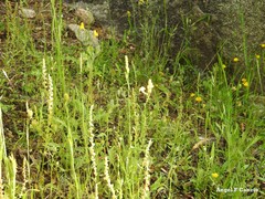 Dactylis glomerata hispanica