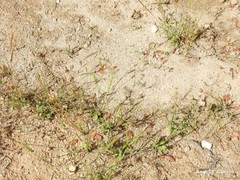 Aegilops triuncialis