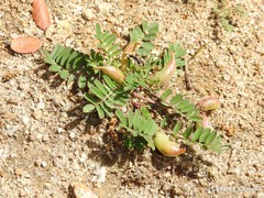 Astragalus cymbaecarpos
