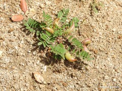 Astragalus cymbaecarpos