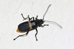 Chauliognathus tripartitus