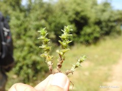 Alchemilla cornucopioides