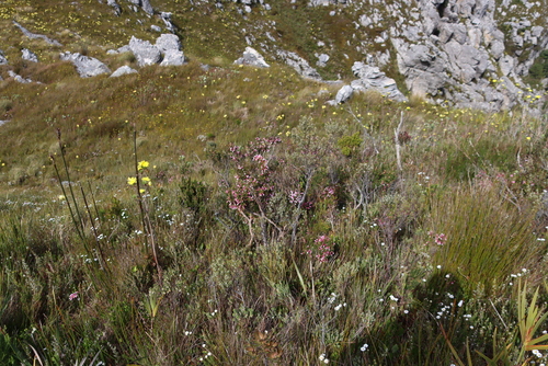 Erica leucotrachela, photograph 5