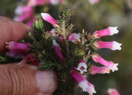 Erica leucotrachela, photograph 2