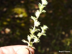 Alchemilla cornucopioides