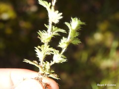 Alchemilla cornucopioides