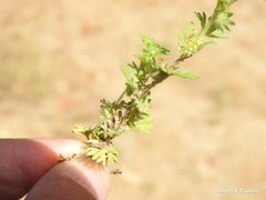 Alchemilla cornucopioides