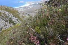 Erica leucotrachela, photograph (c) Tony Rebelo, some rights reserved (CC BY-SA)