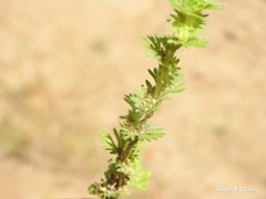 Alchemilla cornucopioides