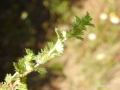 Alchemilla cornucopioides