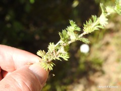 Alchemilla cornucopioides