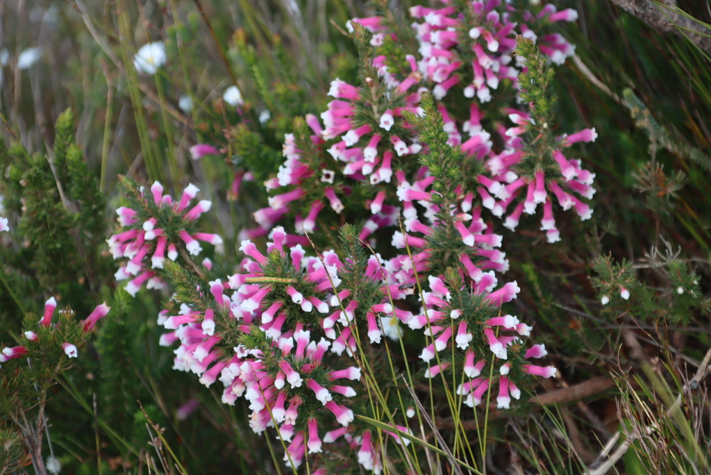 Erica leucotrachela; photograph (c) Tony Rebelo, some rights reserved (CC BY-SA)