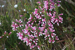 Erica leucotrachela