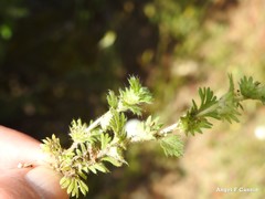 Alchemilla cornucopioides