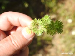 Alchemilla cornucopioides