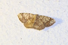 Nematocampa