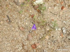 Campanula lusitanica