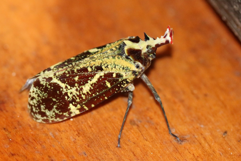 Phrictus punctatus