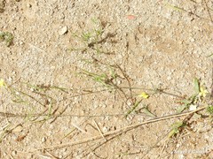 Diplotaxis catholica