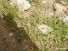 Festuca membranacea