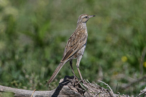Brown Songlark (Cincloramphus cruralis), photo 7