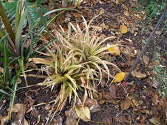 Ananas comosus comosus