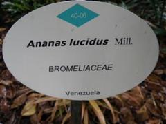 Ananas comosus comosus