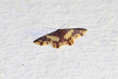 Lophosis labeculata