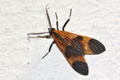 Dycladia