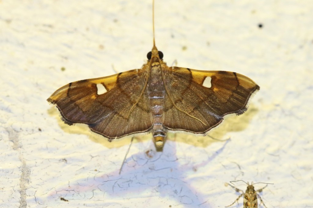Coenostolopsis