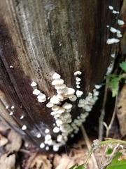 Crepidotus fusisporus