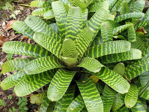 Vriesea hieroglyphica (Carrière) É.Morren