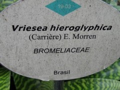 Vriesea hieroglyphica