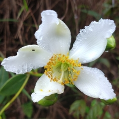 Kielmeyera variabilis