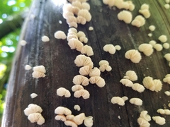 Crepidotus fusisporus