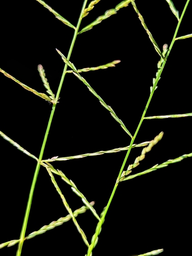 Leptochloa panicea iNat (2)