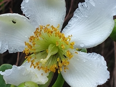 Kielmeyera variabilis