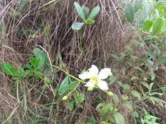 Kielmeyera variabilis