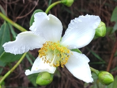 Kielmeyera variabilis