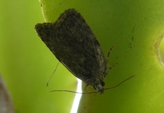 Phaeosaces compsotypa