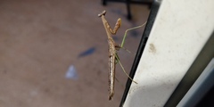 Stagmomantis carolina