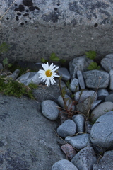 Tripleurospermum subpolare