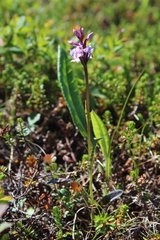 Dactylorhiza fuchsii psychrophila