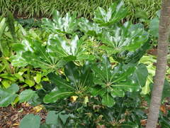 Plerandra elegantissima