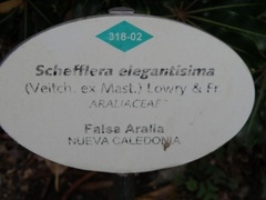 Plerandra elegantissima